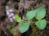 Veronica officinalis. Верхушка цветущего растения. Пермский край, Оханский р-н, левый берег р. Кама, Кунчурихинский бор; обочина лесной дороги в сосновом лесу. 02.07.2016.