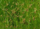 Bolboschoenus planiculmis. Верхушки отцветающих растений. Восточный Казахстан, Уланский р-н, окр. с. Украинка, заболоченный луг. 10.07.2016.