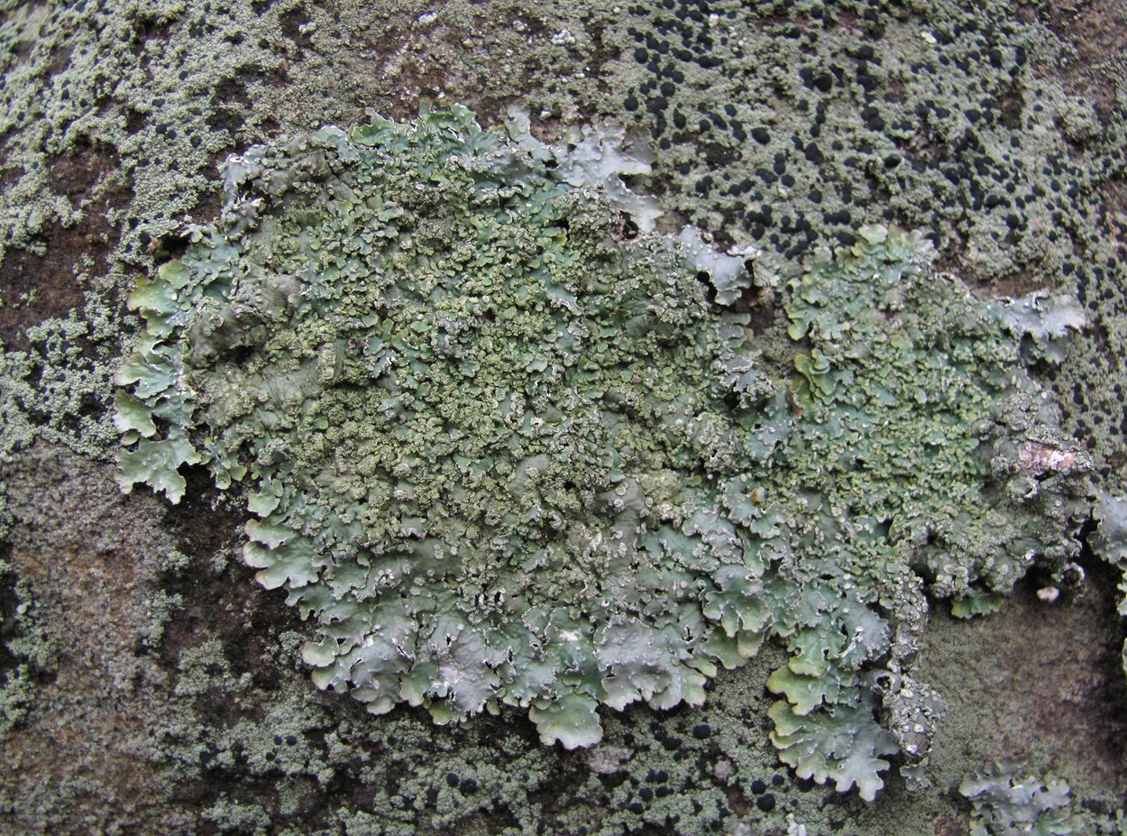 Image of Punctelia borreri specimen.