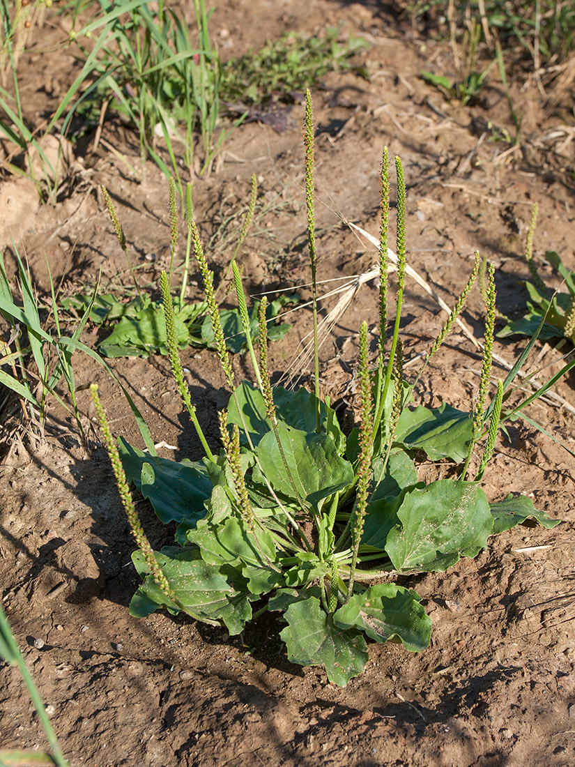 Изображение особи Plantago major.