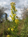 Solidago virgaurea подвид dahurica. Верхушка цветущего растения с фуражирующими пчелами. Казахстан, Джунгарский Алатау, верховья Черной Речки, Лепсинский филиал Жонгар-Алатауского национального парка, Черновский участок, высокотравный луг в поясе яблоневых лесов, выс. 1200 м н.у.м. 26 августа 2016 г.