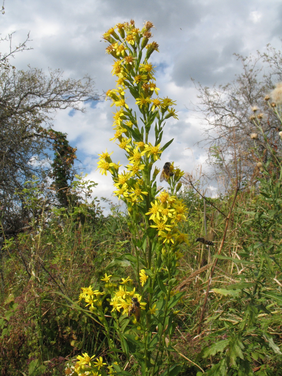 Image of Solidago virgaurea ssp. dahurica specimen.