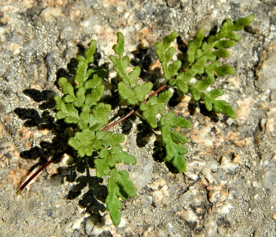 Изображение особи Oeosporangium tinaei.