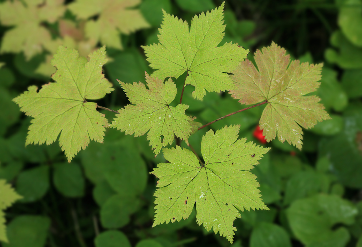 Image of Ribes sachalinense specimen.