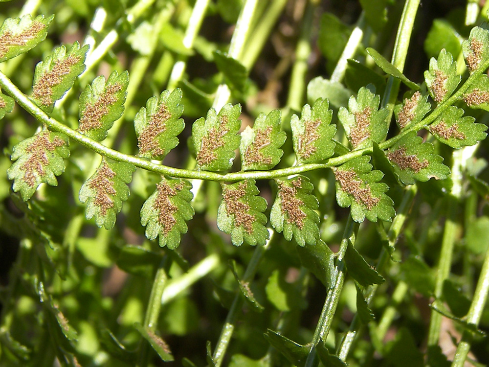 Изображение особи Asplenium viride.