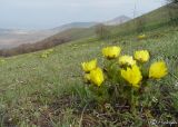 Adonis vernalis