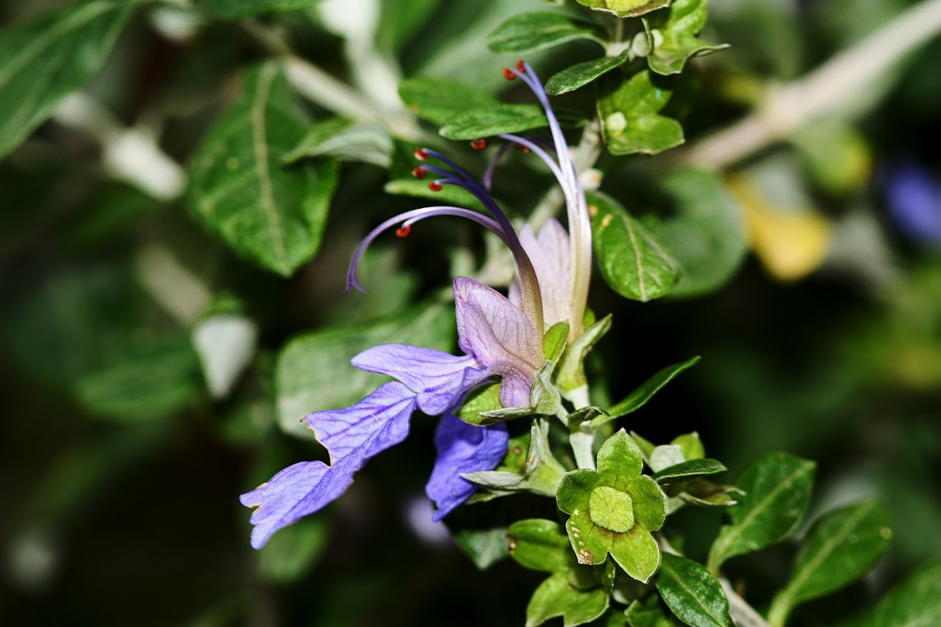 Изображение особи Teucrium fruticans.