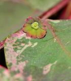 Breynia disticha