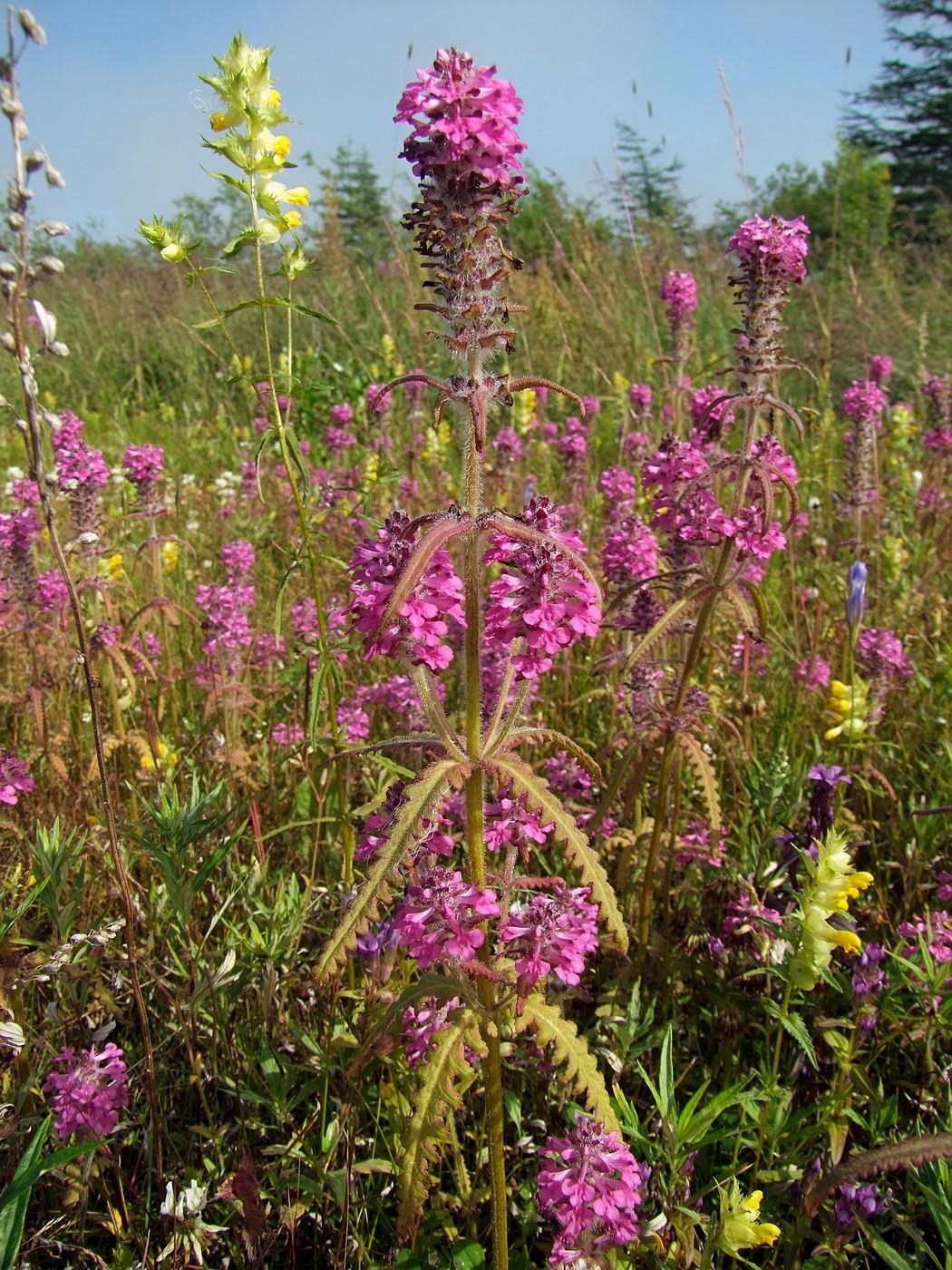 Изображение особи Pedicularis spicata.