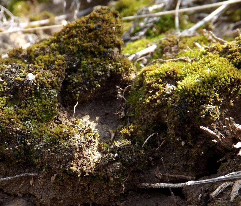 Изображение особи Syntrichia ruralis.