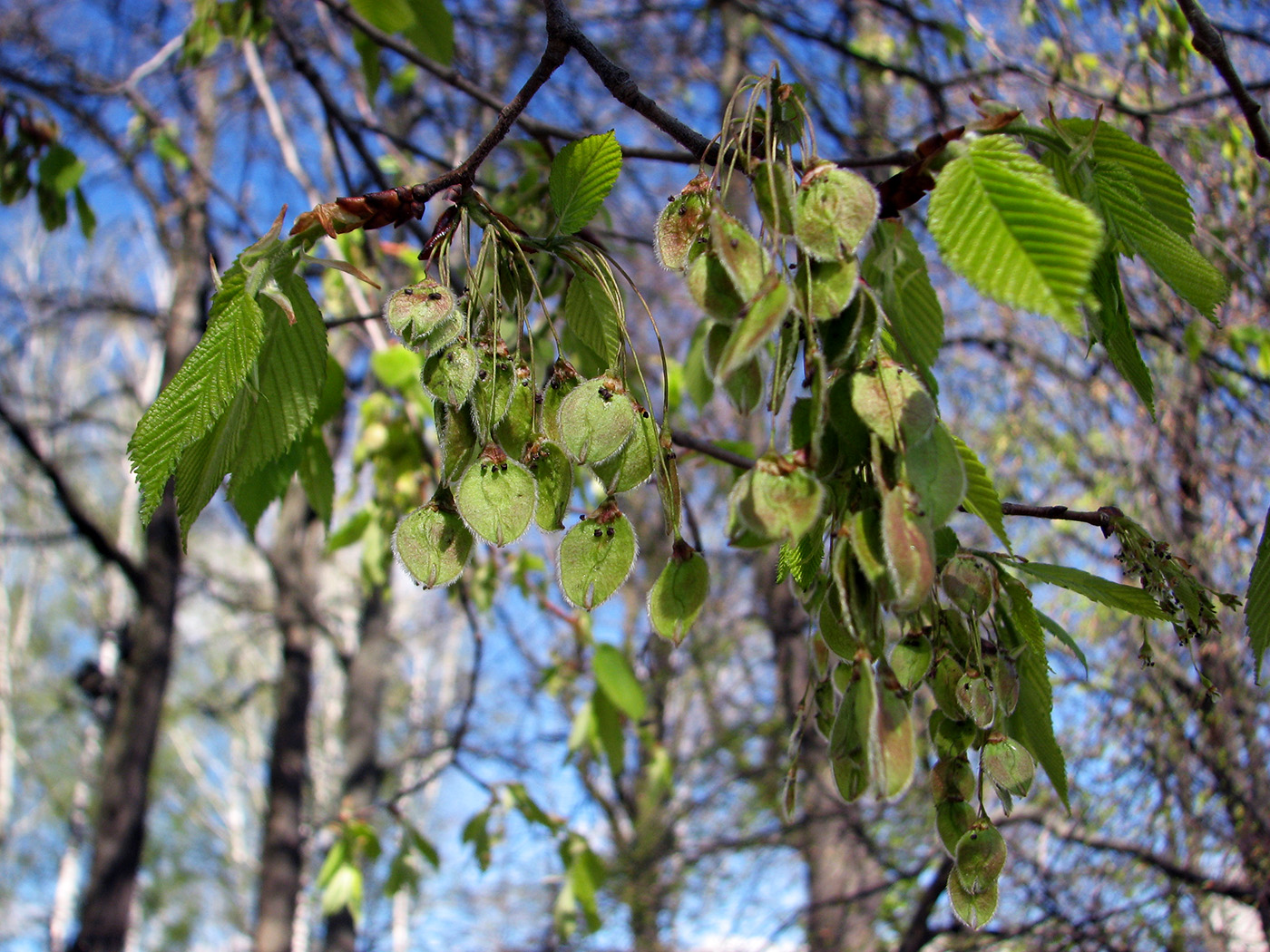 Image of Ulmus laevis specimen.
