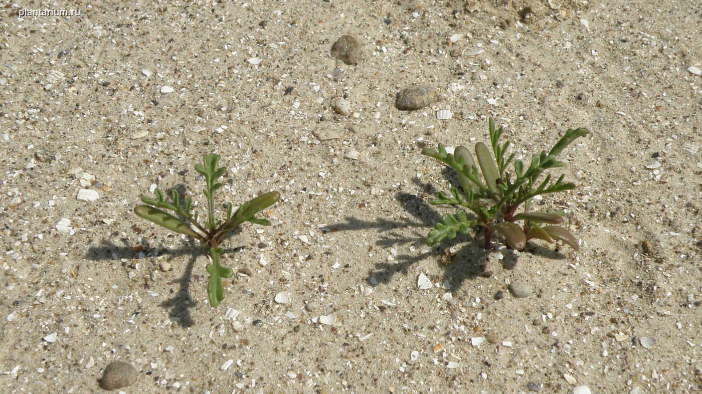 Image of Cakile euxina specimen.