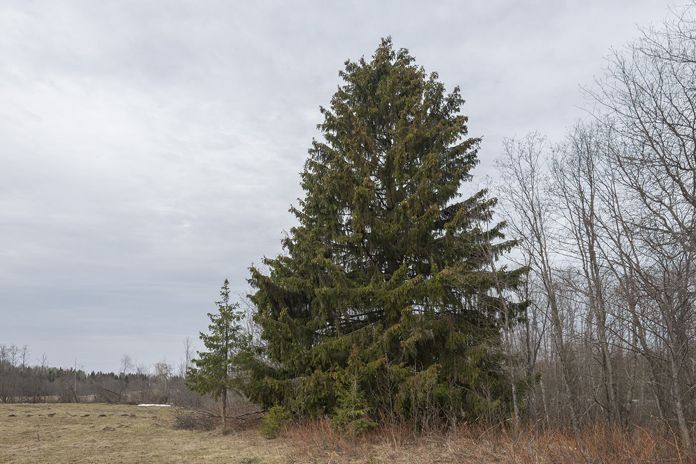 Image of Picea &times; fennica specimen.