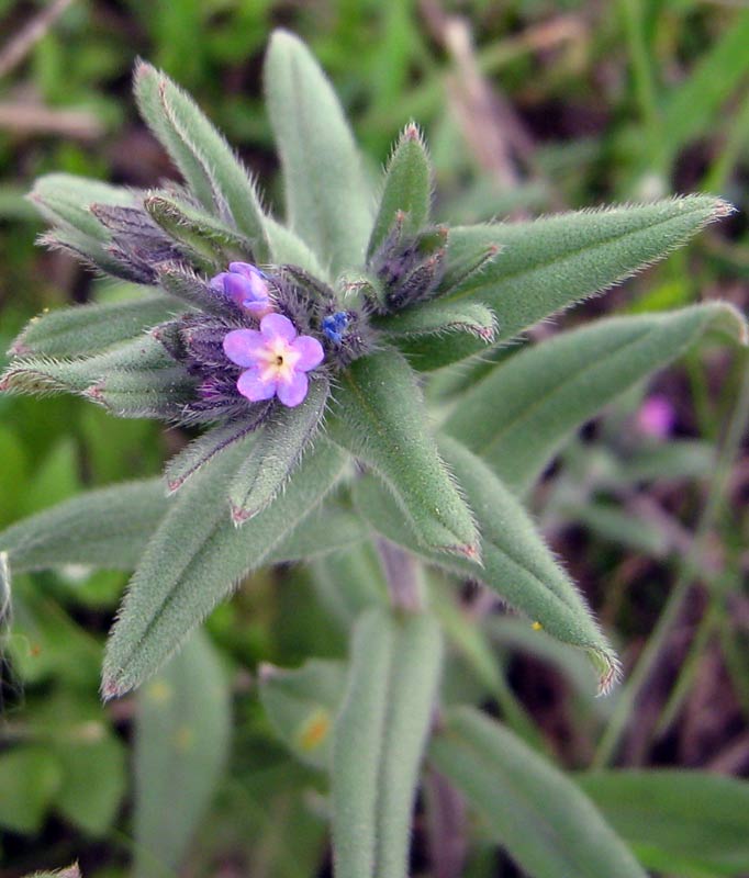 Image of Buglossoides arvensis specimen.