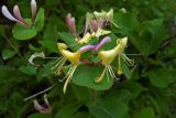 Lonicera caprifolium