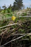 Fritillaria ophioglossifolia