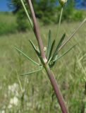 Galium biebersteinii