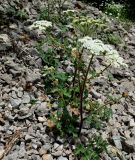 Heracleum ligusticifolium