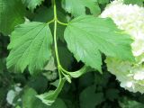 Viburnum form roseum