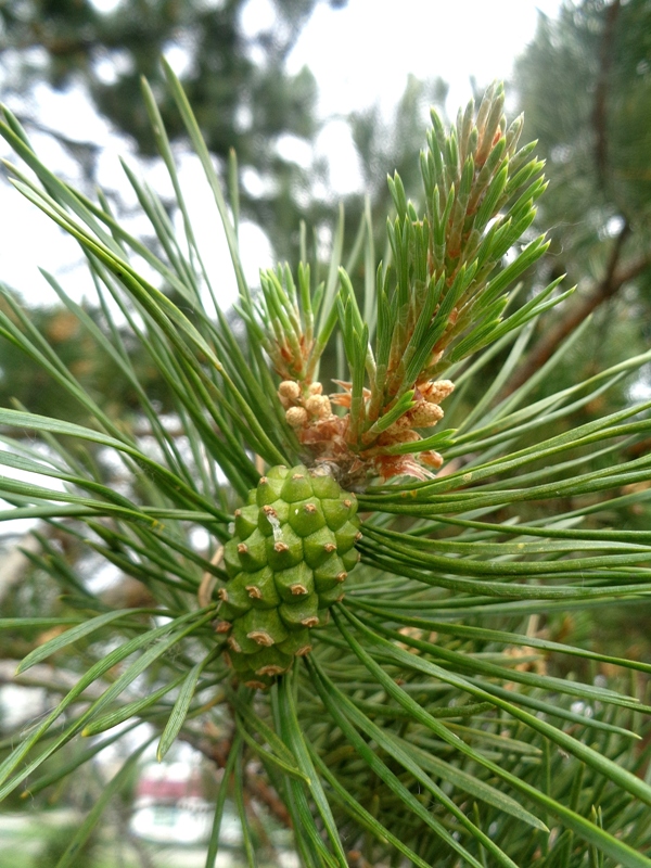 Image of Pinus sylvestris specimen.