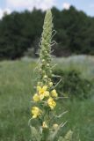 Verbascum densiflorum