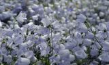 Campanula cochleariifolia