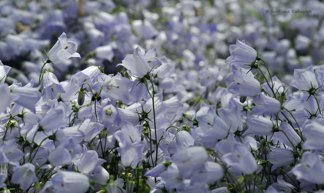 Изображение особи Campanula cochleariifolia.