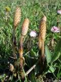 Equisetum arvense