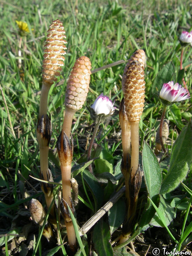 Изображение особи Equisetum arvense.