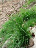 Carex griffithii