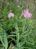 Dianthus repens. Верхушки побегов с цветками. Иркутская обл., Иркутский р-н, пос. Листвянка, прибрежный галечник. 27.07.2017.