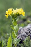 Huynhia pulchra