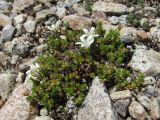 Minuartia imbricata