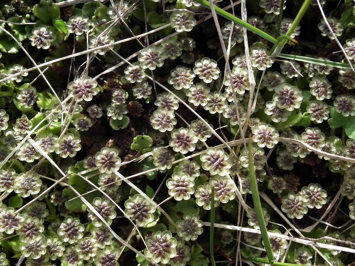 Изображение особи Marchantia latifolia.