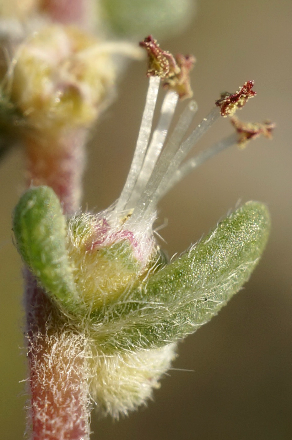 Image of Bassia laniflora specimen.