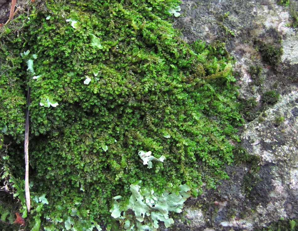 Image of genus Frullania specimen.