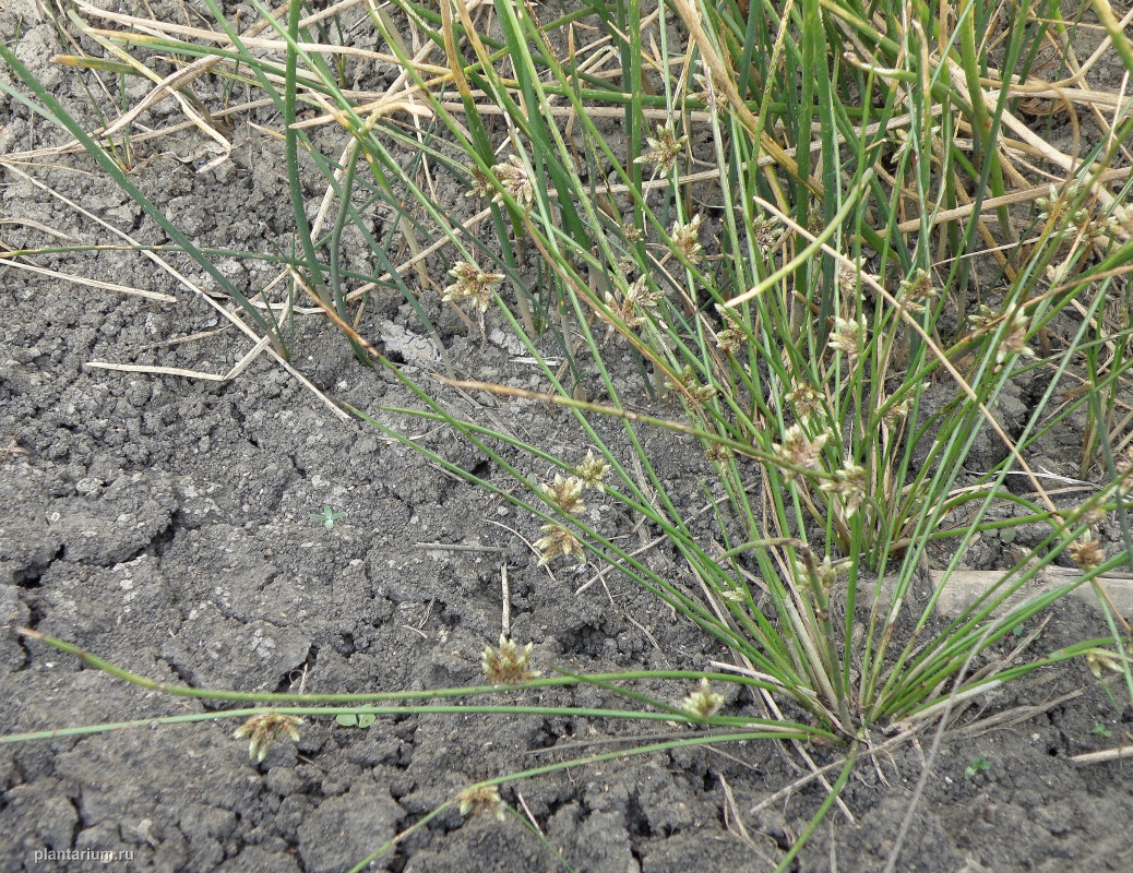 Image of Schoenoplectiella lateriflora specimen.