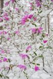 Rhododendron ledebourii