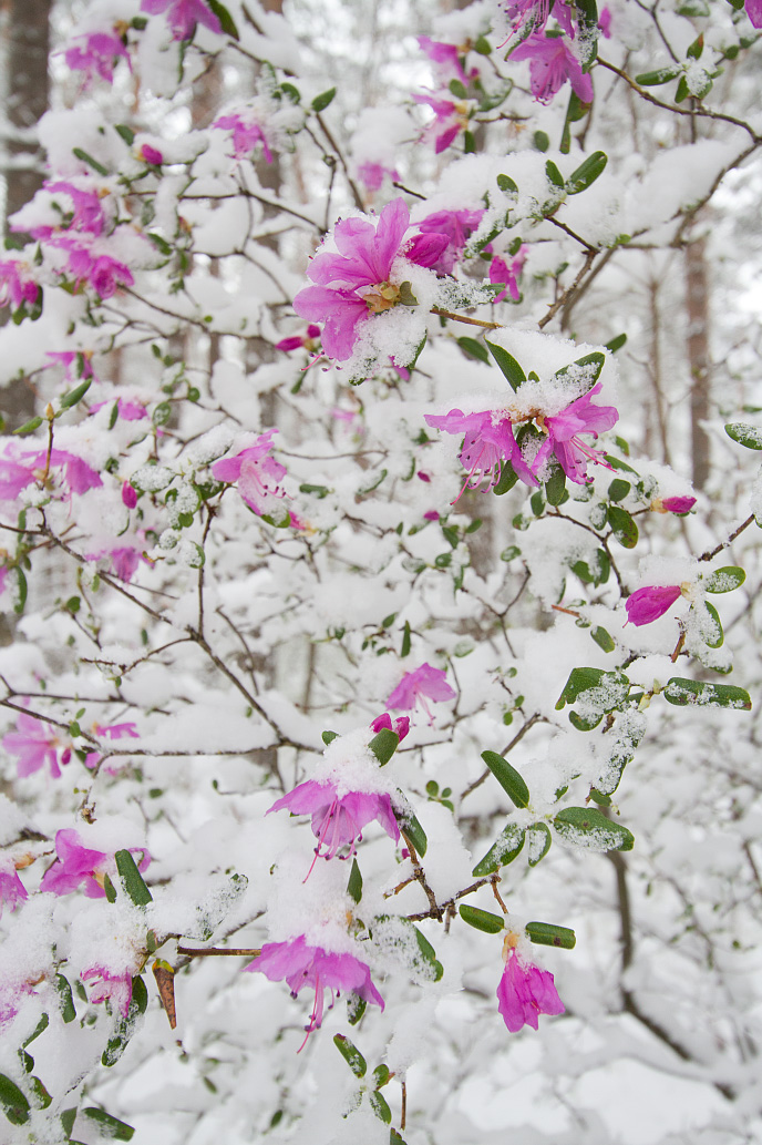 Image of Rhododendron ledebourii specimen.