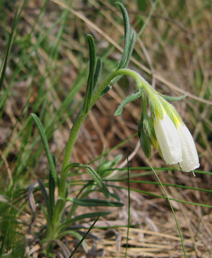 Изображение особи Onosma volgensis.