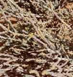 Anabasis articulata. Ветви цветущего кустарничка. Египет, восточный Матрух, песчано-каменистая маревокустарничковая пустыня. 10.10.2017.