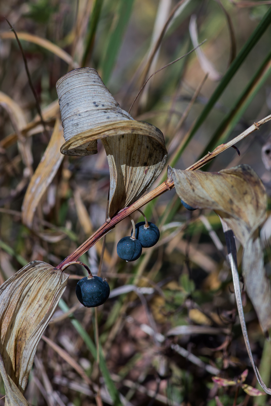 Image of Polygonatum odoratum specimen.