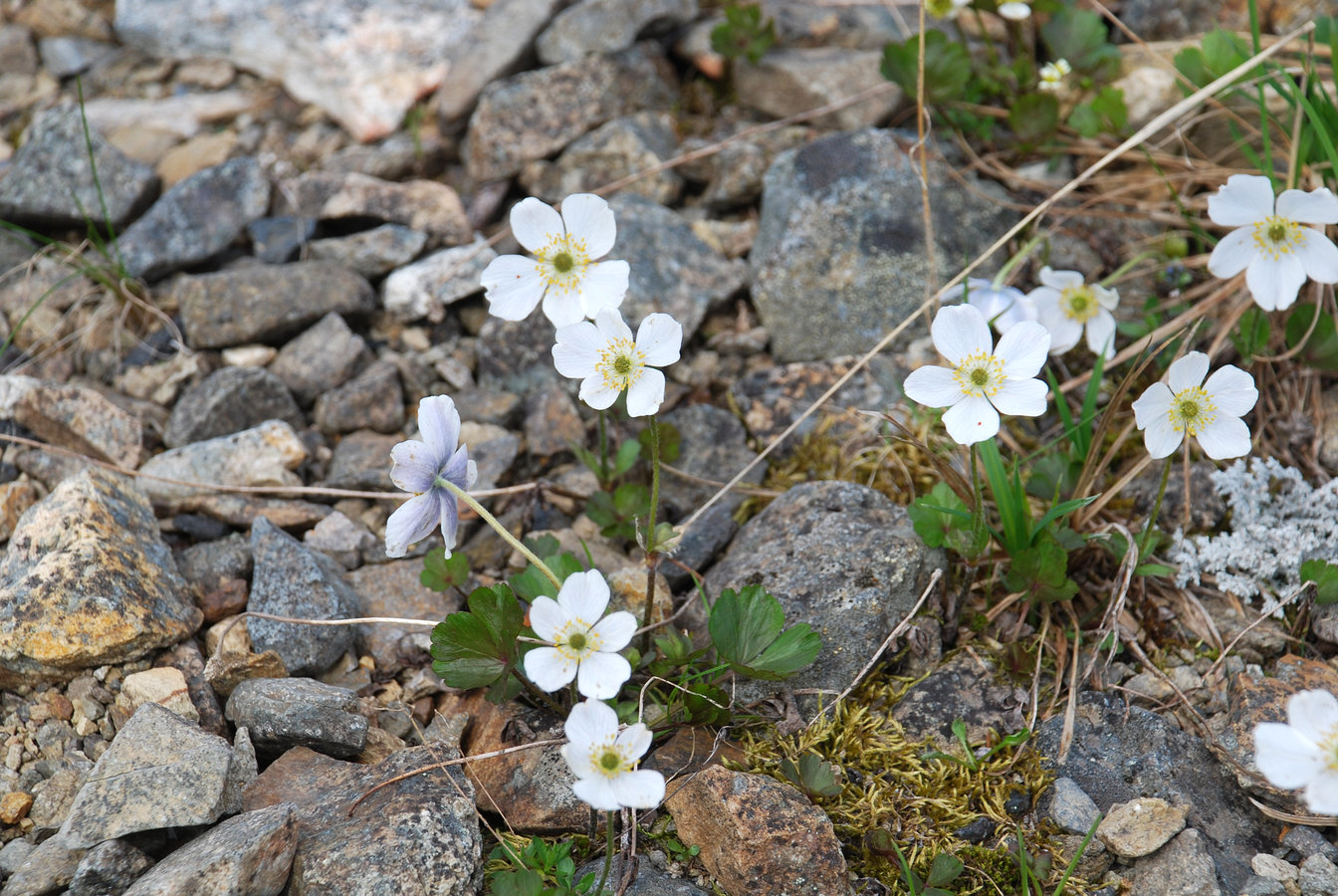 Image of Anemone parviflora specimen.