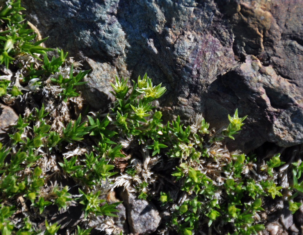 Image of Adenonema cherleriae specimen.