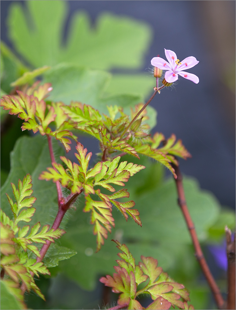 Image of Geranium robertianum specimen.