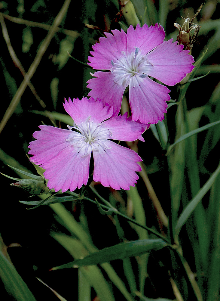 Image of Dianthus imereticus specimen.