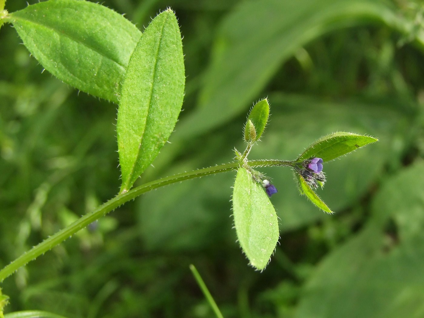Image of Asperugo procumbens specimen.