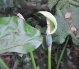 genus Alocasia