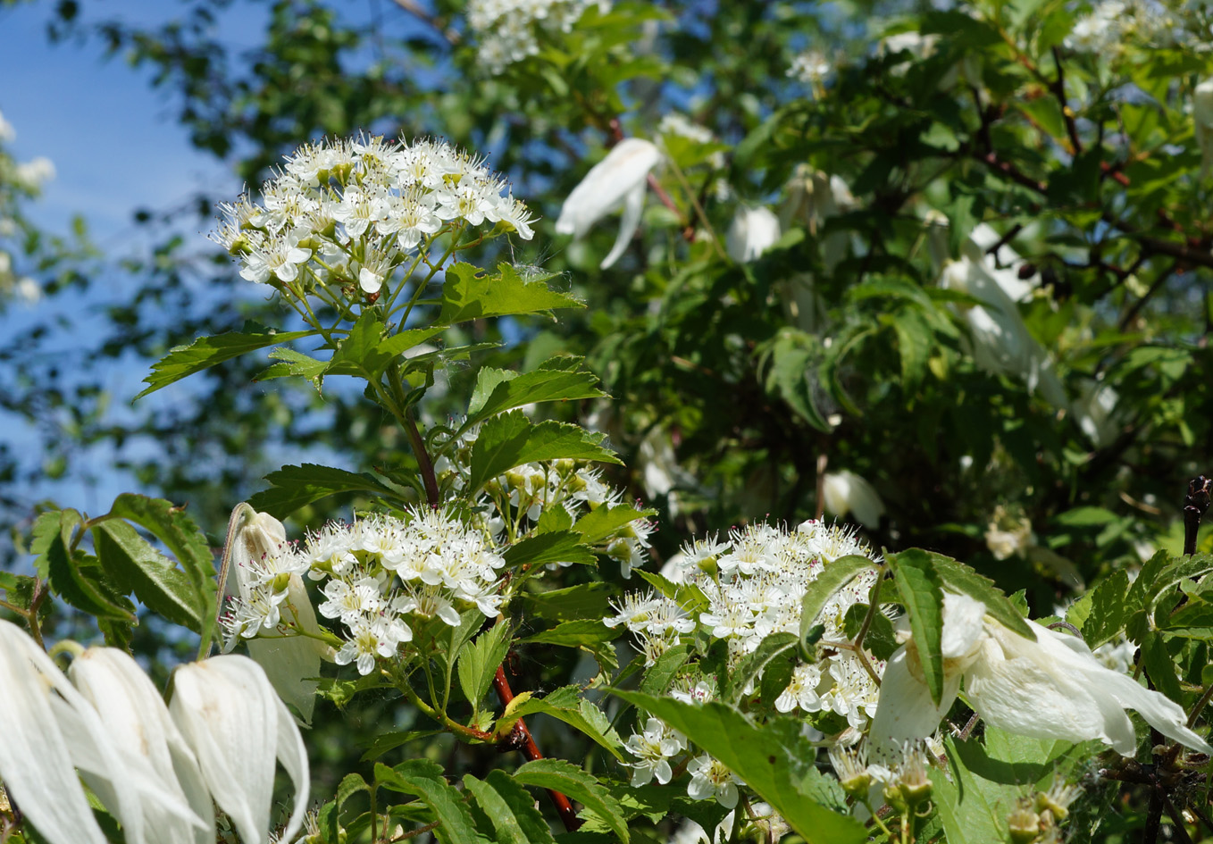 Изображение особи Crataegus dahurica.