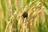 Oryza sativa